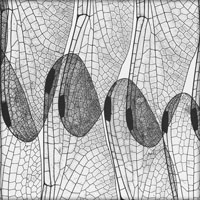 Dragonfly Wing (photogram), 1937